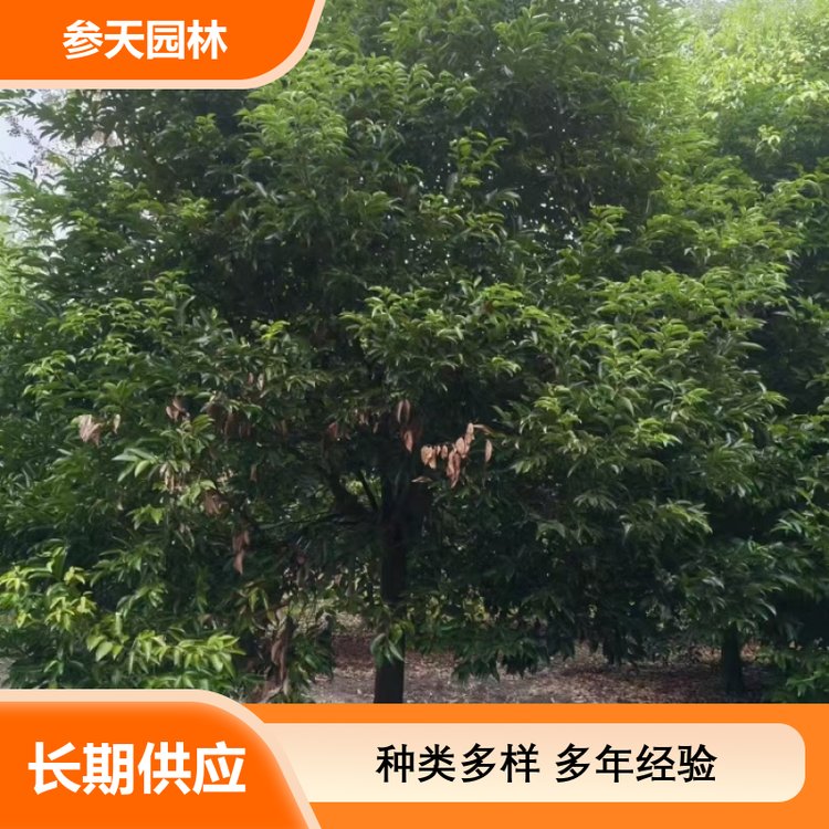 高品质园林树皮在景观绿化工程中的应用与价值