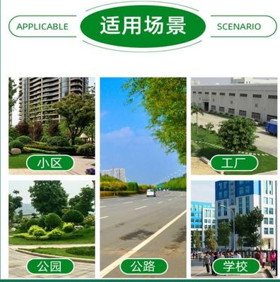 花叶蒲苇杯苗——园林绿化工程与景区地被造景的优质选择