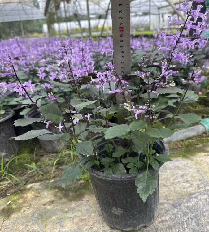 拉娜罗迪斯种子在园林景观绿化工程中的应用与价值
