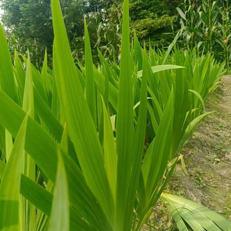 青花30年53度价格参考与园林景观绿化工程的关联解析