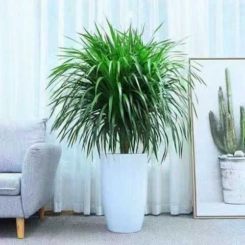 深圳绿植租赁、绿化养护与园林景观工程 打造生态城市的绿色引擎